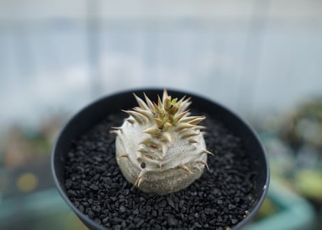 パキポディウム　恵比寿大黒　Pachypodium Densicaule　No.8