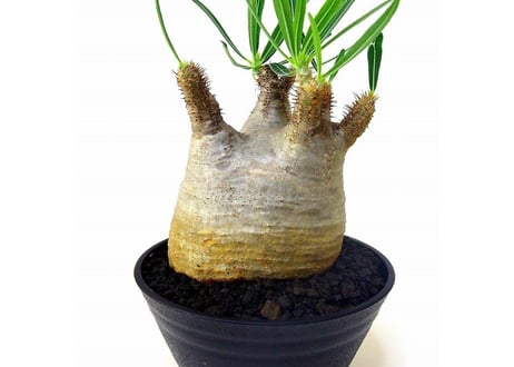Pachypodium Gracilius パキポディウム  グラキリス  №１