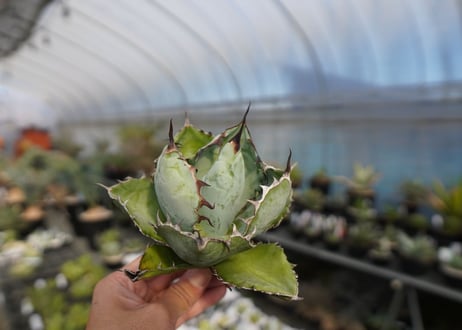 agave titanota ブラック＆ブルー　No.3