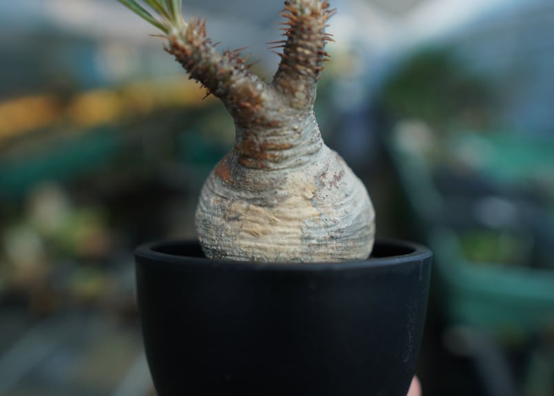 パキポディウム グラキリス Pachypodium Gracilius No.10 | m