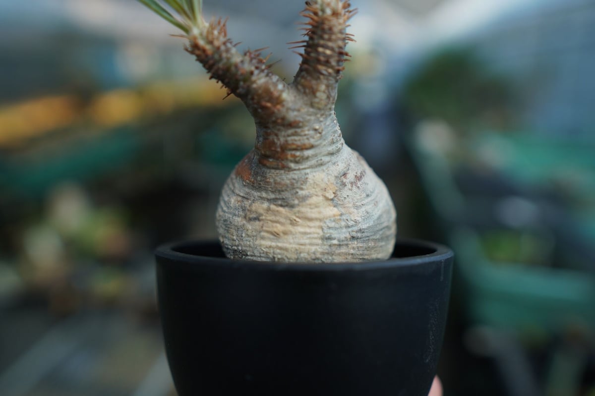 パキポディウム グラキリス Pachypodium Gracilius No.10 | m