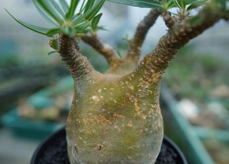 パキポディウム　グラキリス　 Pachypodium Gracilius  No.3