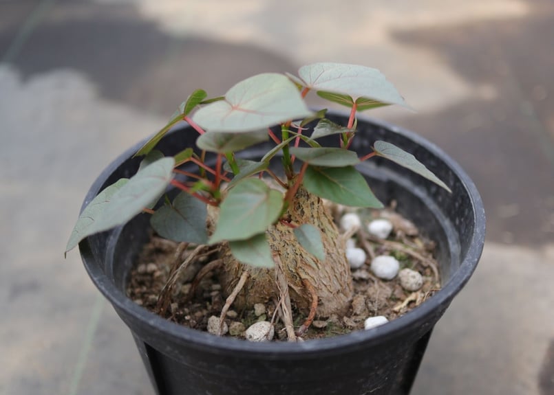 フィカス ペティオラリス《1》 | mana's farm:塊根植物・アガベ