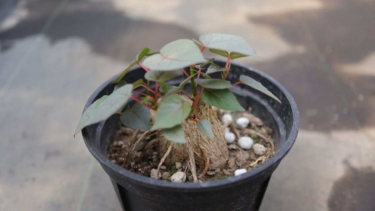 フィカス ペティオラリス《1》 | mana's farm:塊根植物・アガベ