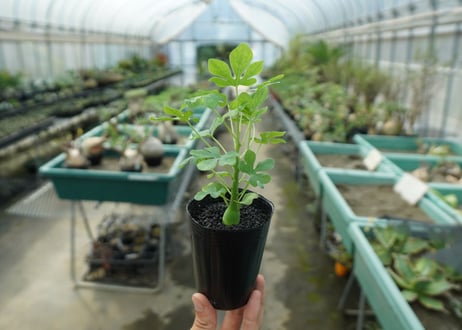 アデニア　グラウカ　Adenia glauca  No.5