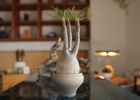 パキポディウム　グラキリス　 Pachypodium Gracilius