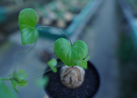亀甲竜　Dioscorea elephantipes　No.2
