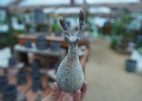【抜き苗】パキポディウム　グラキリス　 Pachypodium Gracilius  No.8