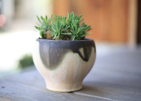 峨眉山  Euphorbia Gabizan