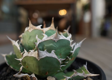 アガベ　チタノタ　FO-76　Agave titanota ”FO-76"　No.1