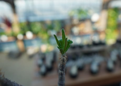 【未発根】パキポディウム　グラキリス　 Pachypodium Gracilius  No.10