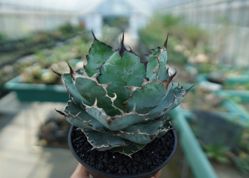 アガベ チタノタ ブラックアンドブルー Agave titanota black and