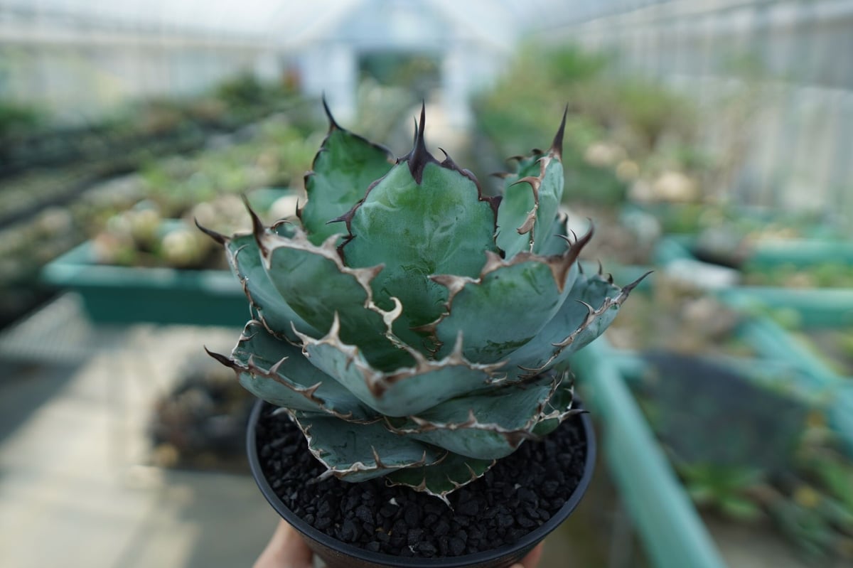 アガベ チタノタ ブラックアンドブルー Agave titanota black and