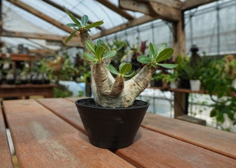 パキポディウム　エブレネウム　Pachypodium eburneum  No.2