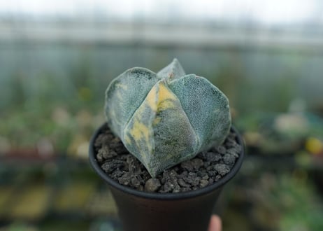 鸞鳳玉　斑入り　Astrophytum myriostigma