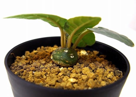 Dorstenia foetida ドルステニア  超ダルマ型 フォエチダ  実生苗