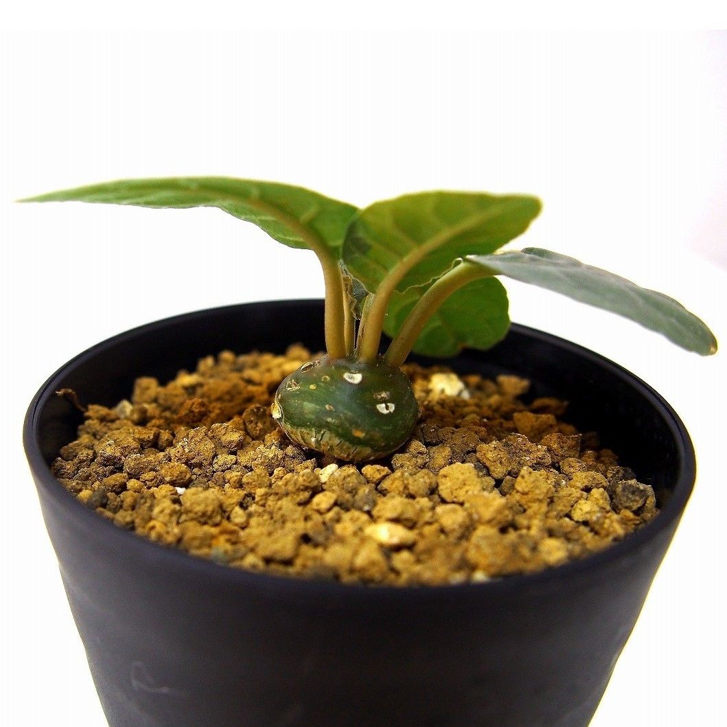 Dorstenia foetida ドルステニア 超ダルマ型 フォエチダ 実生苗 | ma...