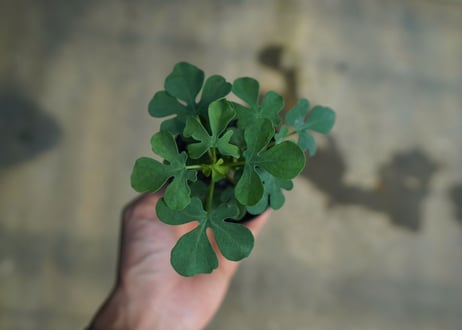 アデニア　グラウカ　Adenia Glauca　No.1