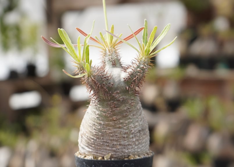 ニイナ　パキポディウム グラキリス種子 種子】パキポディウム・グラキリス 50粒セット Pachypodium gracilius