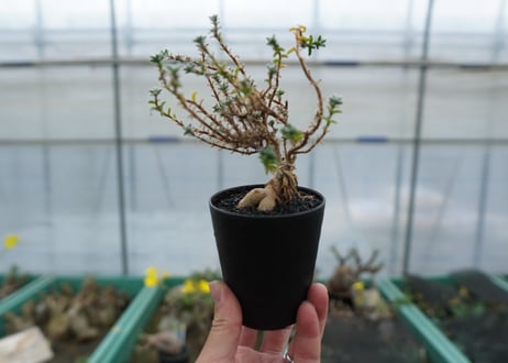 姫紅小松　Trichodiadema bulbosum No.1