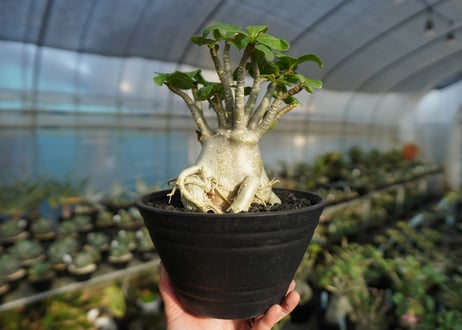 アデニウム　Adenium　No.2