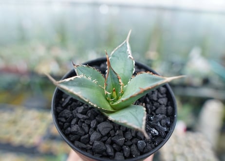 アガベ　チタノタ　FO-76　Agave titanota  FO-76　No.8