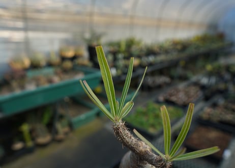 パキポディウム　グラキリス　 Pachypodium Gracilius  No.10