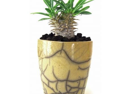 パキポディウム グラキリス　 Pachypodium Gracilius