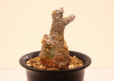 チレコドン　ペアルソニー　Tylecodon pearsonii
