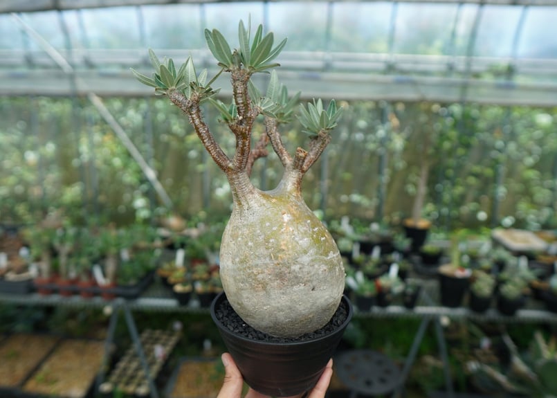 パキポディウム グラキリス gracilius アガベ チタノタ オテロイ