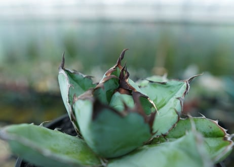 アガベ　チタノタ　 ブラックアンドブルー 　Agave titanota black and blue　No.2
