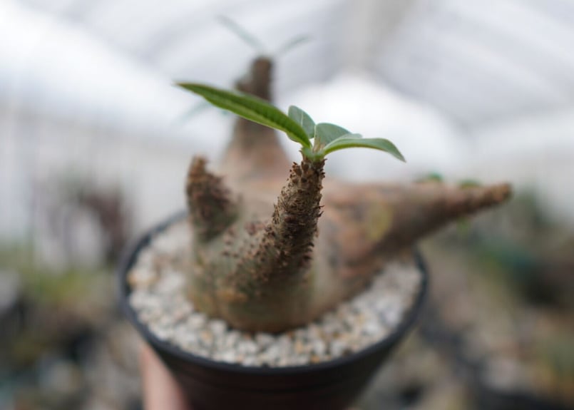 パキポディウム マカイエンセ Pachypodium Makayense NO.5 | man