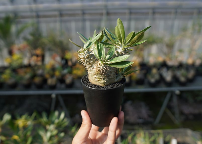 パキポディウム 伊藤ハイブリッド Pachypodium 'Itoh Hybrid パキポディウム 伊藤ハイブリッド Pachypodium 'Itoh Hybrid