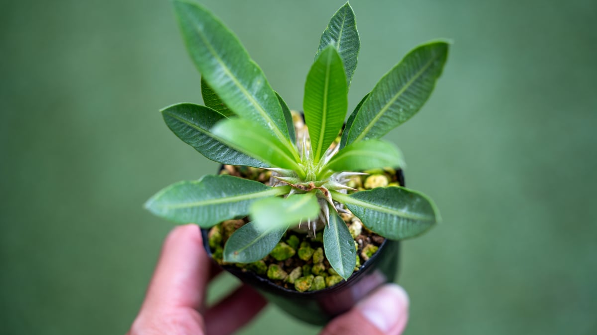 パキポディウム　レウコキサンツム パキポディウム レウコキサンツム | mana's farm:塊根植物