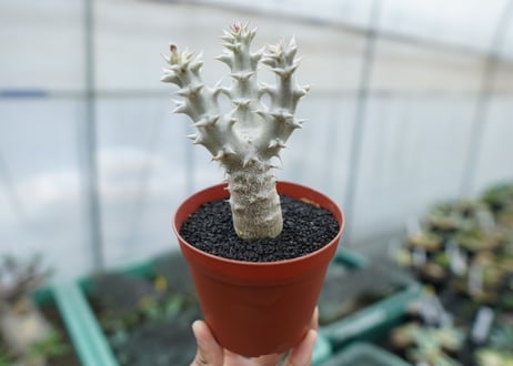 パキポディウム　デンシフローラム　Pachypodium densiflorum　No.9
