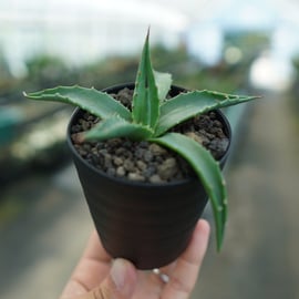 ファーストアガベ、セカンドアガベにオススメ品種をアップします