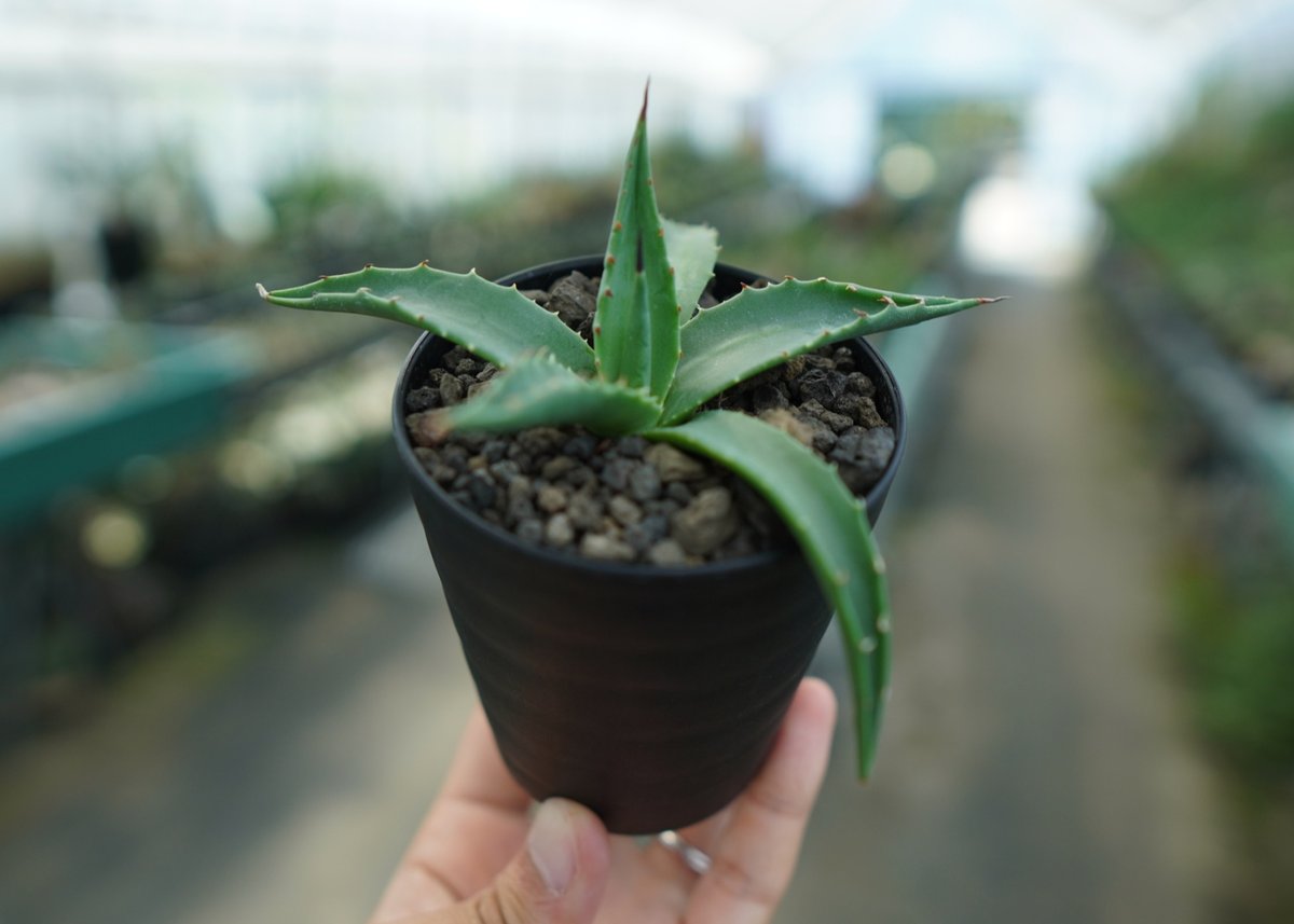 アガベ ユタエンシス カイバベンシス Agave uthensis Kaibabensis |