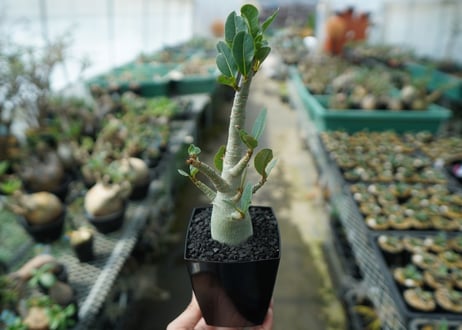 アデニウム　Adenium　No.10