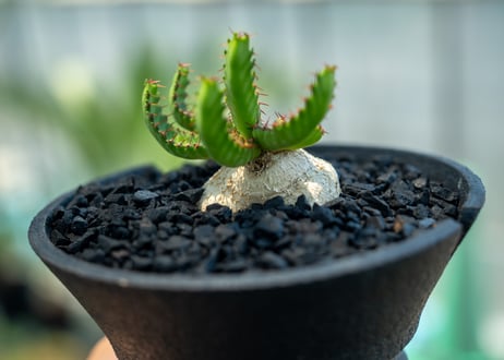 ユーフォルビア　飛竜　Euphorbia stellata