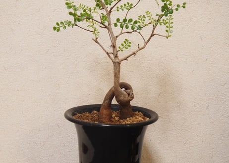 Operculicarya decaryi オペルクリカリア・デカリー