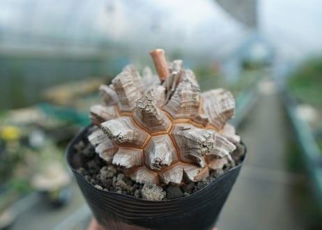 【長谷川園芸産】亀甲竜　Dioscorea elephantipes　No.1