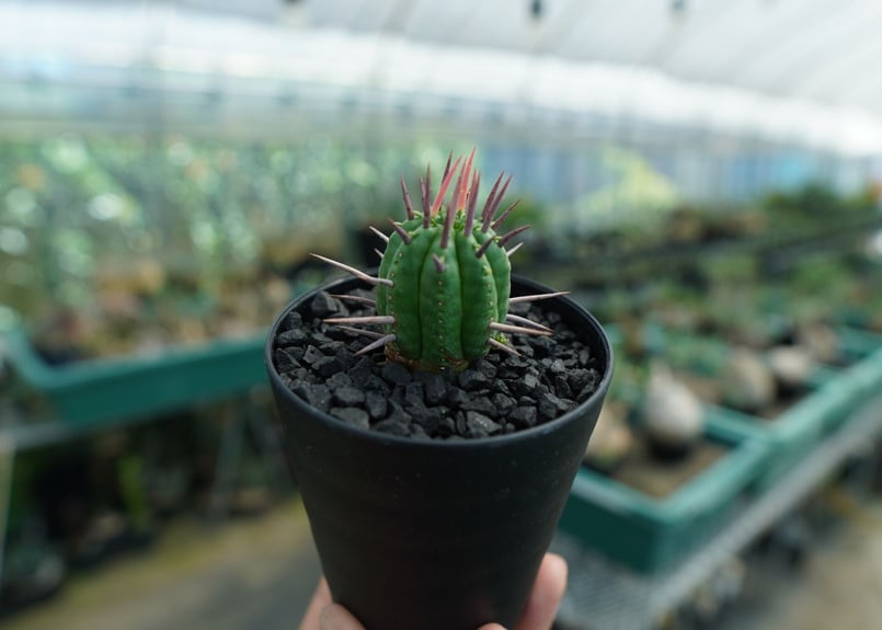 ユーフォルビア フェロックス Euphorbia ferox No.2 | mana's f