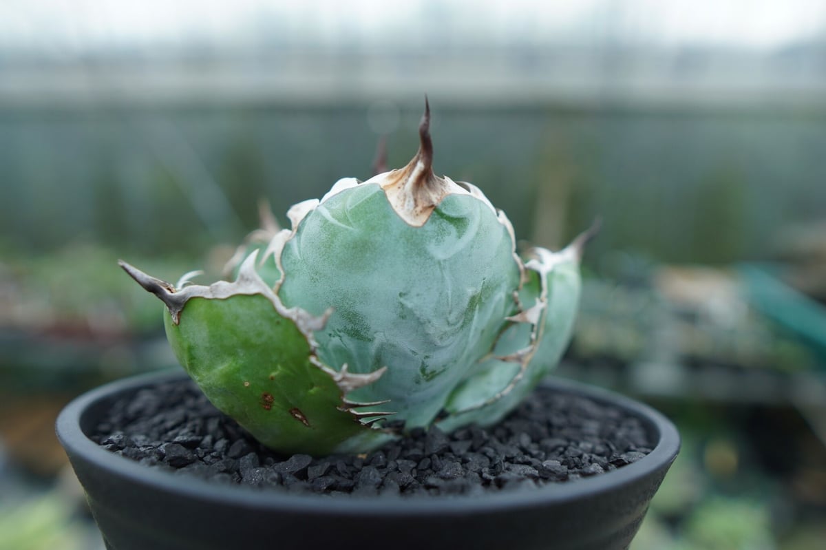 チタノタ　ブラックアンドブルー　ボール型　超美株　タグ付き アガベ チタノタ ブラックアンドブルー Agave titanota black and