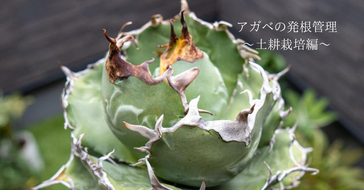 アガベの発根管理～土耕栽培編～ | mana's farm:塊根植物