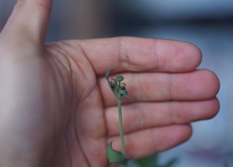 Othonna perfoliata