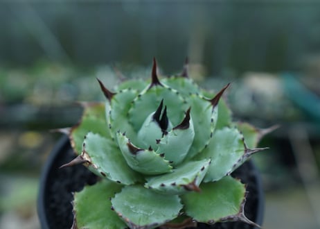 アガベ　マクロアカンサ×ポタトラム　 Agave macroacantha×potatorum