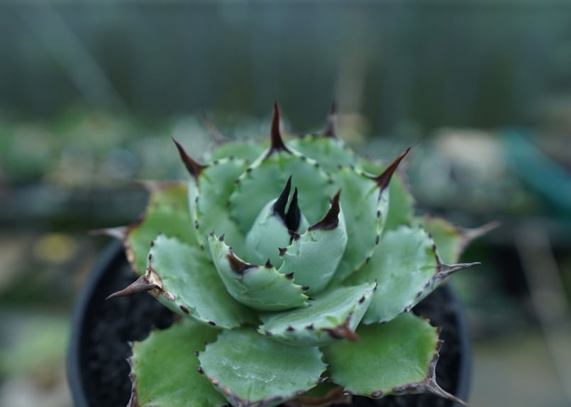アガベ マクロアカンサ×ポタトラム Agave macroacantha×potatorum