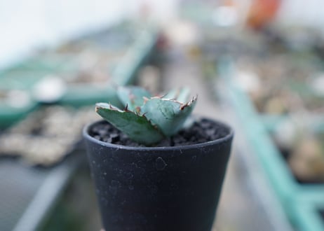 アガベ　チタノタ　 ブラックアンドブルー 　Agave titanota black and blue　No.12
