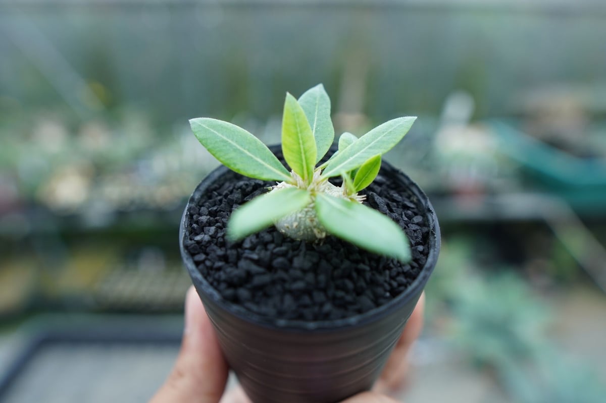 パキポディウム 恵比寿笑い Pachypodium brevicaule ㉑ パキポディウム 恵比寿笑い Pachypodium brevicaule No.3 | man