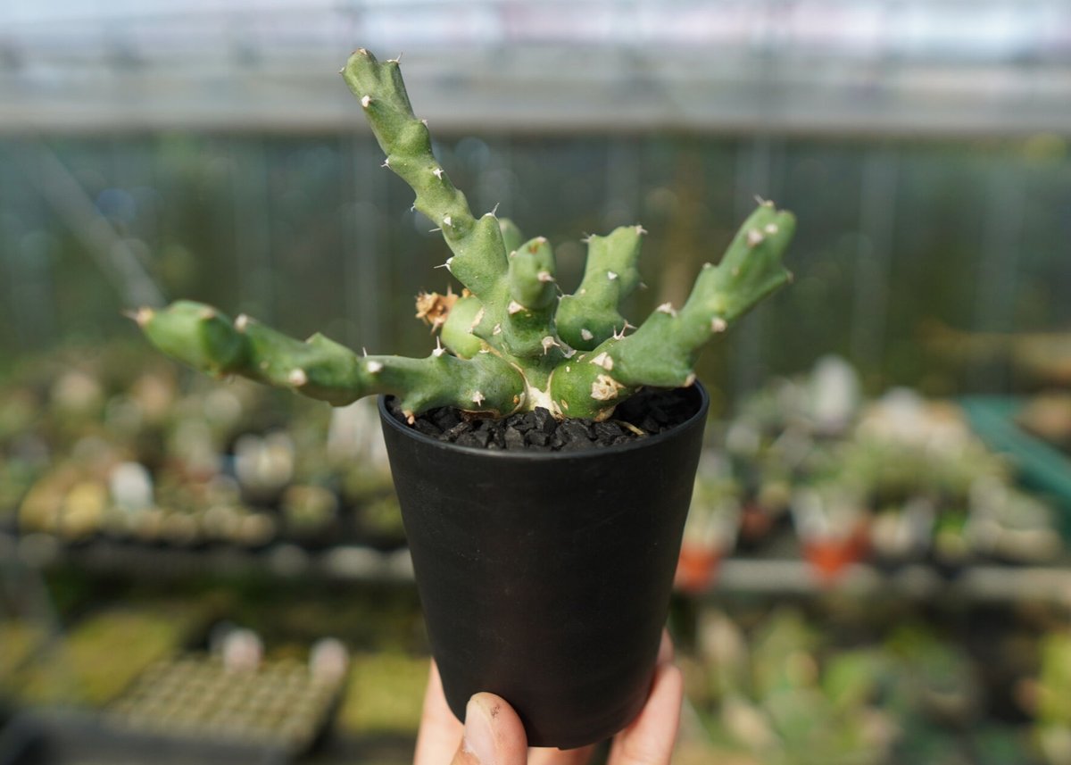 BS023 ユーフォルビア・クリビコラ 斑入り ユーフォルビア クリビコラ Euphorbia cribicola